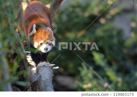 Lesser panda at Tama Animal Park 119863173
