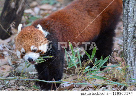 Lesser panda at Tama Animal Park 119863174