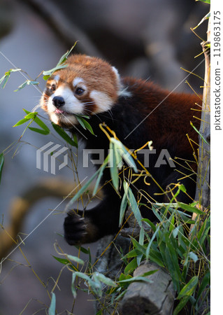 在多摩動物園的小熊貓 119863175