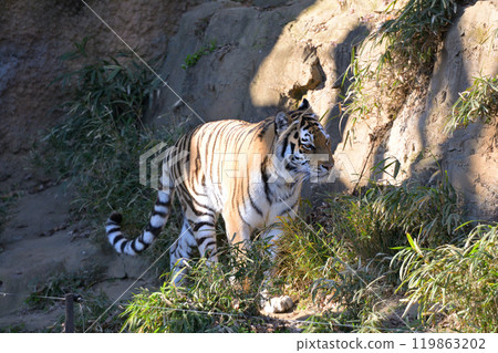 多摩動物公園的老虎 多摩動物公園的老虎 119863202
