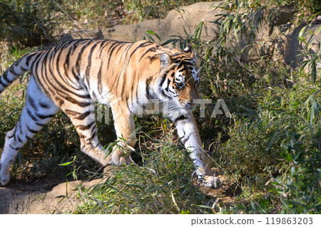 多摩動物公園的老虎 119863203