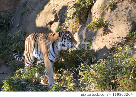 Tiger of Tama animal park Tiger of Tama animal park 119863204