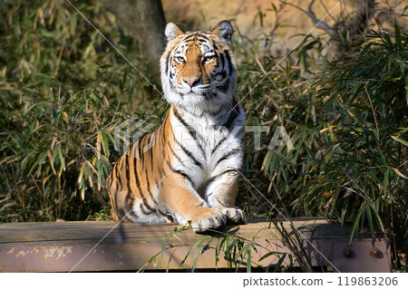 Tiger of Tama animal park Tiger of Tama animal park 119863206