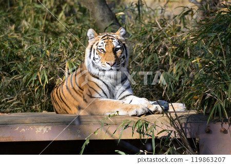 多摩動物公園的老虎 多摩動物公園的老虎 119863207
