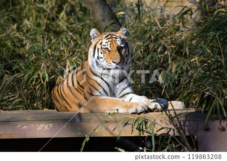 多摩動物公園的老虎 多摩動物公園的老虎 119863208