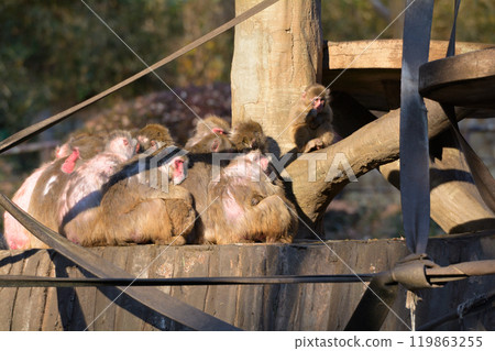 Japanese monkeys in Tama animal park Japanese monkeys in Tama animal park 119863255