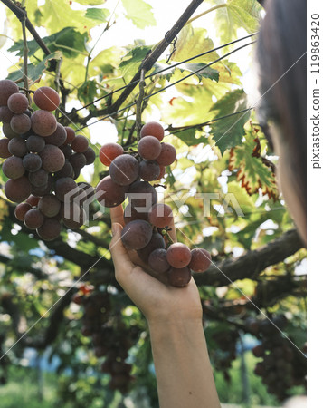 葡萄的女人 119863420