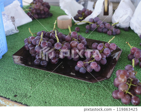 葡萄的女人 葡萄的女人 119863425