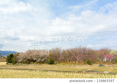 小田原/ Soga Bairin 小田原/ Soga Bairin 119863587