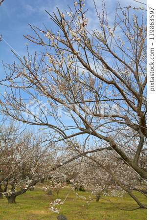 Odawara / Soga Bairin 119863597