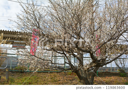 小田原/ Soga Bairin 小田原/ Soga Bairin 119863600