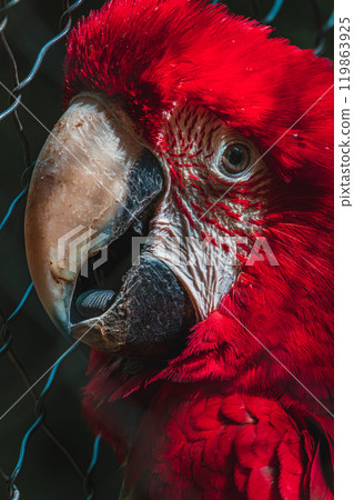 portrait of red macaw parrot at the Papago Park 119863925