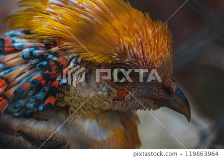 Chrysolophus pictus, Golden pheasant beautiful bird with very colorful 119863964