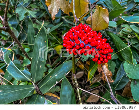 Autumn's spooky red fruit - Mamushigusa Autumn's spooky red fruit - Mamushigusa 119863987