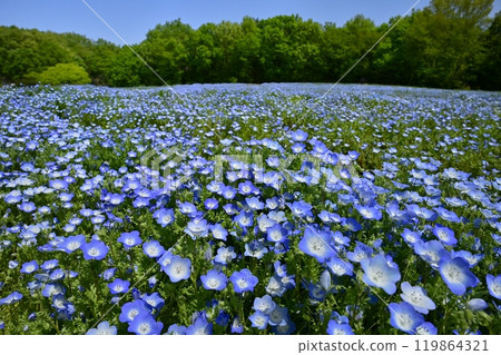 Nemophila flower field in Forest Park (Saitama) 119864321