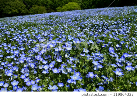 Nemophila flower field in Forest Park (Saitama) Nemophila flower field in Forest Park (Saitama) 119864322