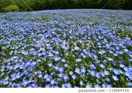 Nemophila flower field in Forest Park (Saitama) Nemophila flower field in Forest Park (Saitama) 119864330