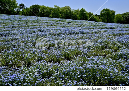 Nemophila flower field in Forest Park (Saitama) 119864332