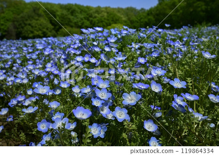 森林公園內的粉蝶花園（埼玉縣） 119864334