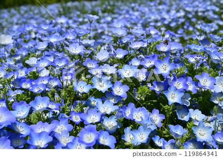 森林公園內的粉蝶花園(埼玉縣) 森林公園內的粉蝶花園(埼玉縣) 119864341