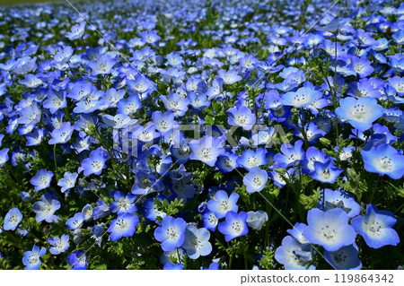 森林公園內的粉蝶花園(埼玉縣) 森林公園內的粉蝶花園(埼玉縣) 119864342