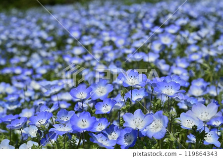 Nemophila flower field in Forest Park (Saitama) 119864343