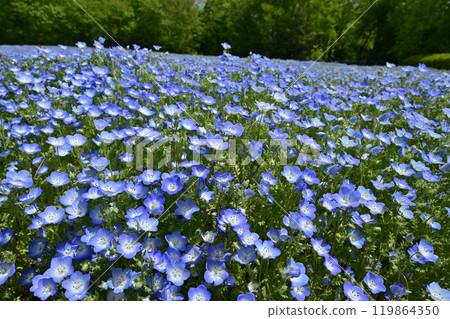 Nemophila flower field in Forest Park (Saitama) 119864350