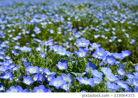 Nemophila flower field in Forest Park (Saitama) Nemophila flower field in Forest Park (Saitama) 119864353