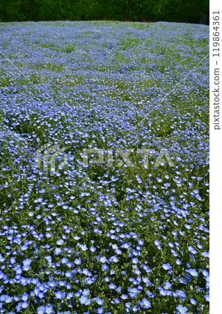 Nemophila flower field in Forest Park (Saitama) 119864361