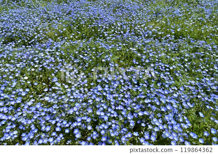 Nemophila flower field in Forest Park (Saitama) 119864362