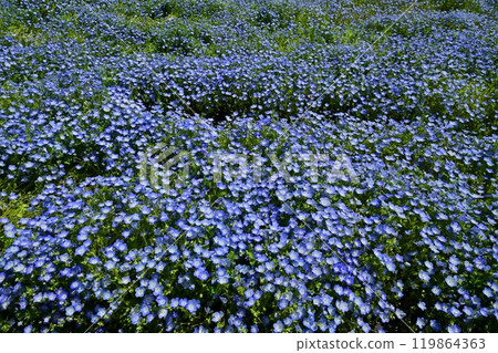 Nemophila flower field in Forest Park (Saitama) 119864363