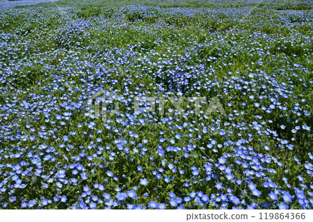 Nemophila flower field in Forest Park (Saitama) Nemophila flower field in Forest Park (Saitama) 119864366