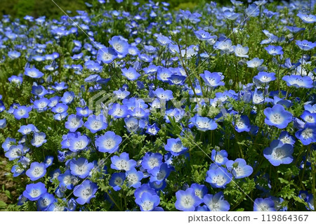 Nemophila flower field in Forest Park (Saitama) Nemophila flower field in Forest Park (Saitama) 119864367