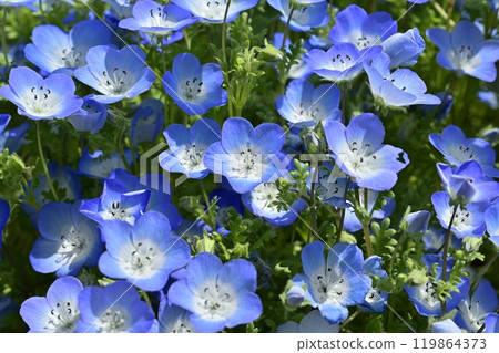 Nemophila flower field in Forest Park (Saitama) Nemophila flower field in Forest Park (Saitama) 119864373