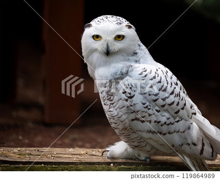 White Owl White Owl 119864989