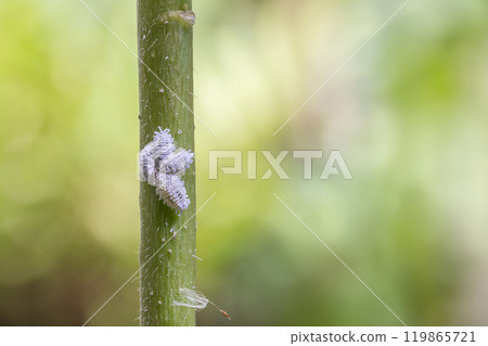 Mealybug infestation growth of plant. Macro of mealybug. Mealybugs on the okra plant. 119865721