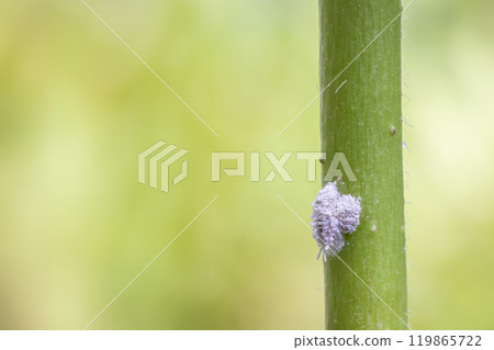 Mealybug infestation growth of plant. Macro of mealybug. Mealybugs on the okra plant. 119865722