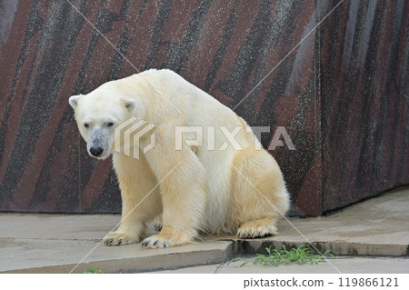 Polar bears at Ueno Zoo in Tokyo 119866121