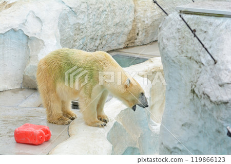 在北京上野動物園的北極熊 在北京上野動物園的北極熊 119866123