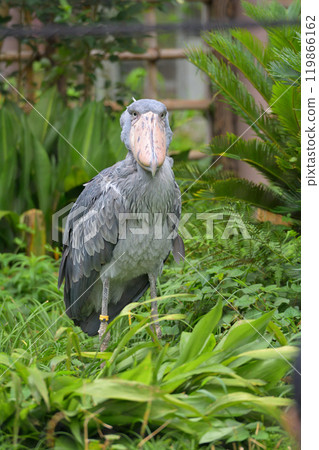 Shoebill at Ueno Zoo, Tokyo 119866162