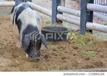 Pigs from Ueno Zoo, Tokyo 119866166