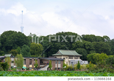 Shinobazu Pond，東京 119866168
