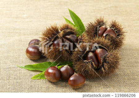 帶殼的栗子排列在亞麻布上 119866206