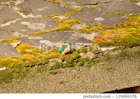 Kingfisher staring 119866376