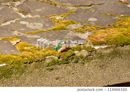 Kingfisher staring 119866380