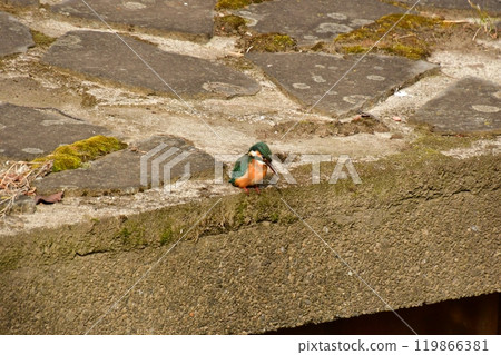 Kingfisher staring 119866381