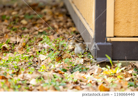 Cute wild chipmunk Cute wild chipmunk 119866440