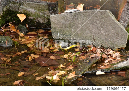 Gray wagtail in the creek Gray wagtail in the creek 119866457