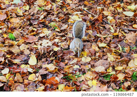 Squirrel in fallen leaves 119866487