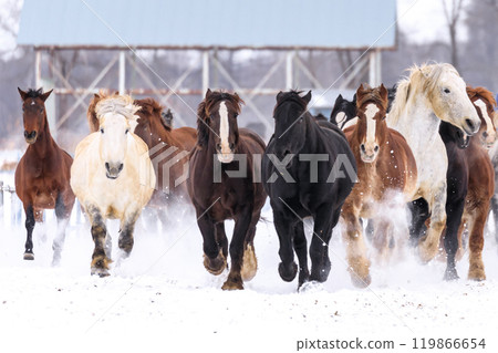 北海道音更町為緩解馬匹運動不足、防止懷孕馬難產而開展的「追馬運動」[1月] 119866654